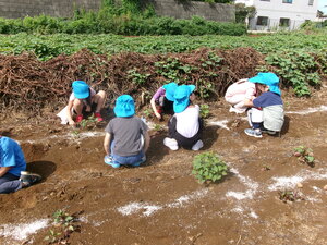 お芋ほりをしているところ