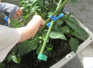 写真：ピーマンを収穫している様子