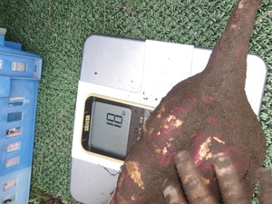 収穫したお芋です