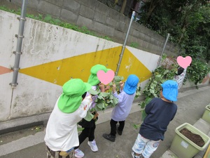 写真　さつまいものツルを引っぱる