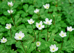写真:赤塚植物園