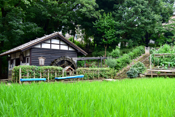 写真:水車公園・徳水亭