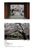 智清寺の桜