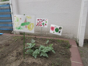 スイカとオクラを花壇に植えました