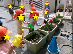 チューリップの水やり風景