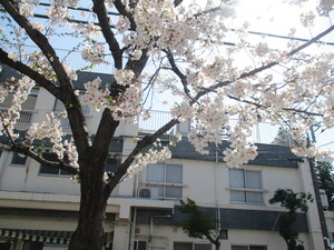 園庭の桜の木