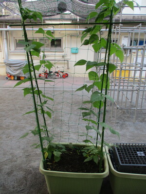 すじなしインゲン