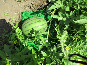 写真:花壇に生っているスイカ