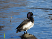 写真：キンクロハジロ