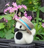 写真：ハクちゃん