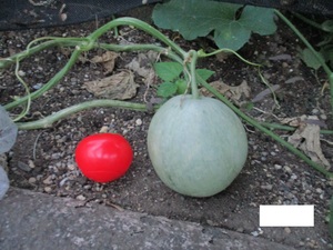育ったメロンの大きさを比較しているところ