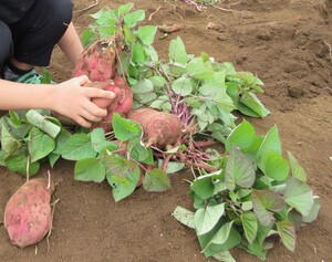 写真：芋堀りの芋の写真