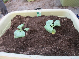 写真：キャベツの苗の写真