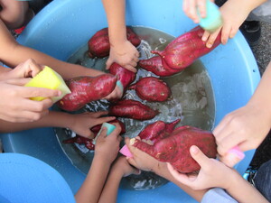 写真：芋を洗う写真