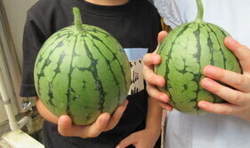 スイカを収穫する様子