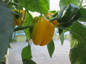 黄色のカラーピーマン