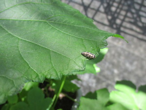 テントウムシの幼虫