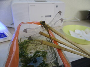 保育園で育ったトンボ