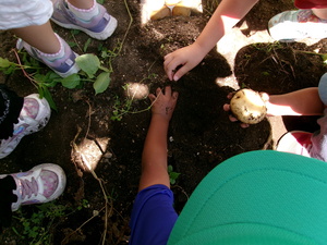 じゃがいもを掘っているところです