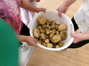 収穫したじゃがいもの様子