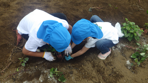 5歳　芋掘りの様子