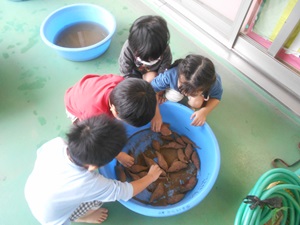 3歳　芋洗いの様子