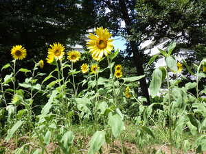 写真：ひまわり