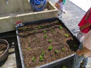 プランターからポップコーンの芽が出ている