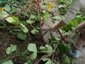 サツマイモのつるを引きぬこうとする様子