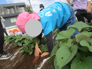 芋掘りの様子