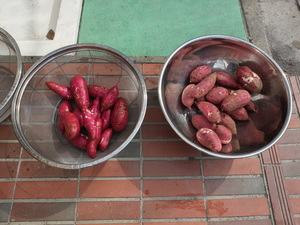 お芋の日に向けて幼児クラスでお芋を洗いました。「