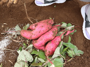 5歳児クラスが芋ほりに行きました。