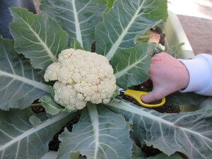 写真：カリフラワーの写真