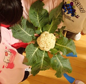 子どもたちが収穫したカリフラワーを観察する様子