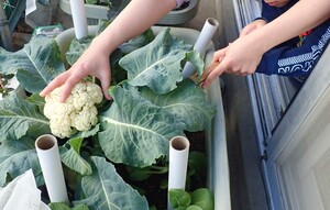 子どもが保育士と一緒にカリフラワーを収穫する様子