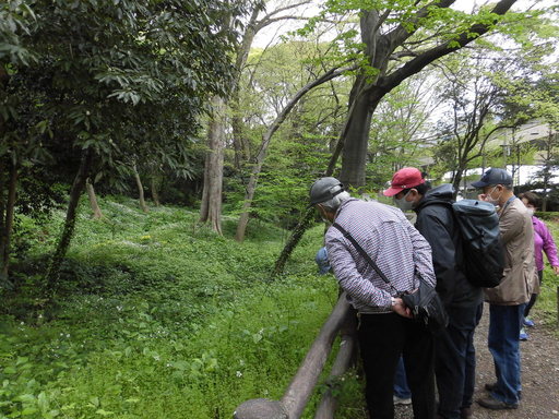 ニリンソウコースの様子の写真