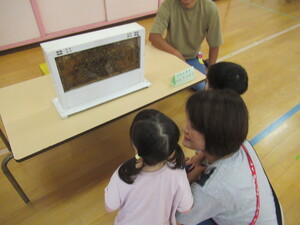 観察用のハチの巣箱を見る1歳児