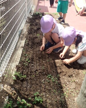花壇に種まきをする様子