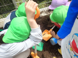 菜園のための土づくりをする幼児クラス
