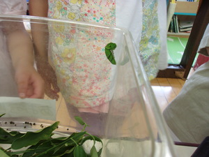 アゲハ蝶の青虫です