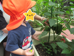 夏野菜の収穫のようす