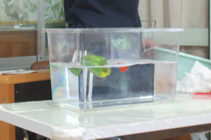 水の実験の様子