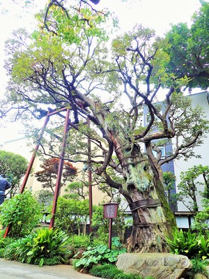 西光院のスダジイ