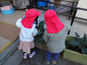 ブロッコリーとカリフラワー