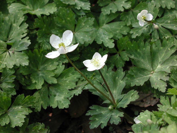 ニリンソウの写真