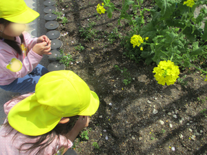 菜の花を見ている様子