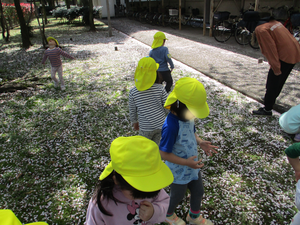 桜の花びらを探している様子