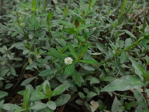 ナガエツルノゲイトウの花
