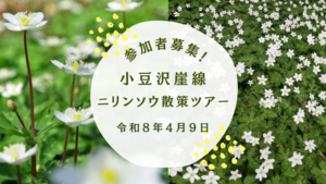 ニリンソウ散策ツアー