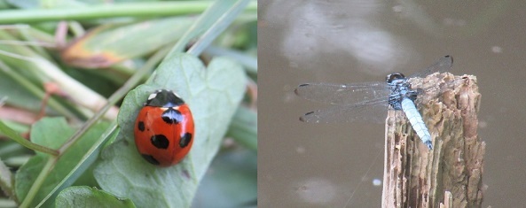テントウムシとトンボの写真